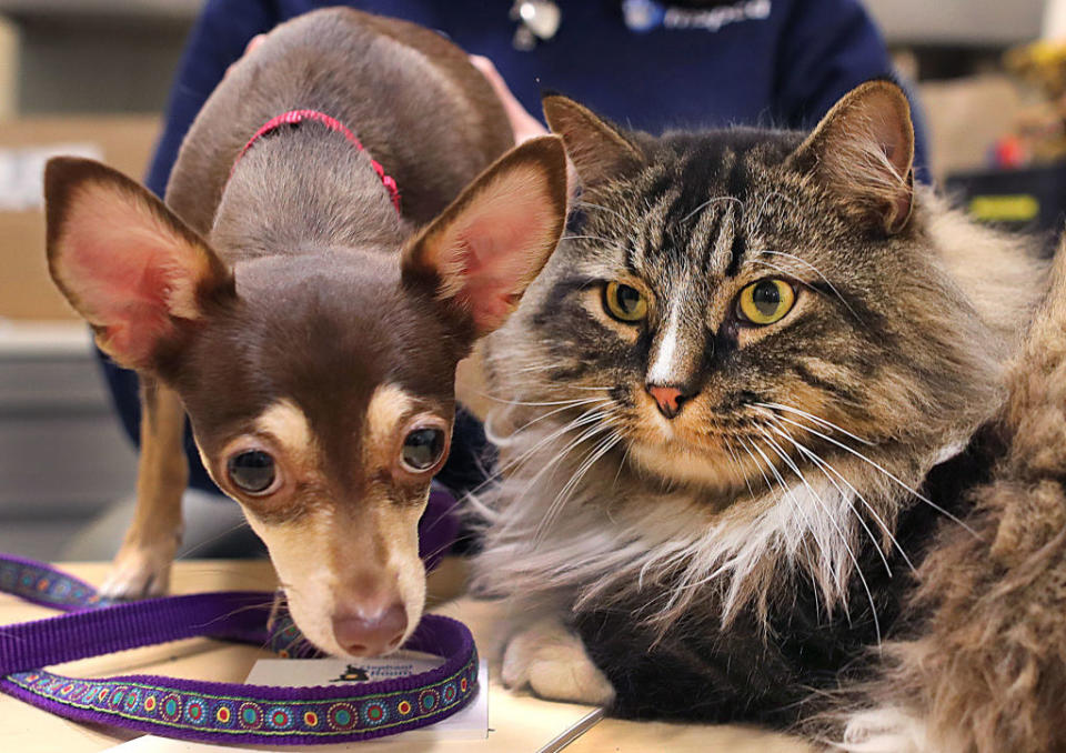 Animals up for adoption at the MSPCA in Boston