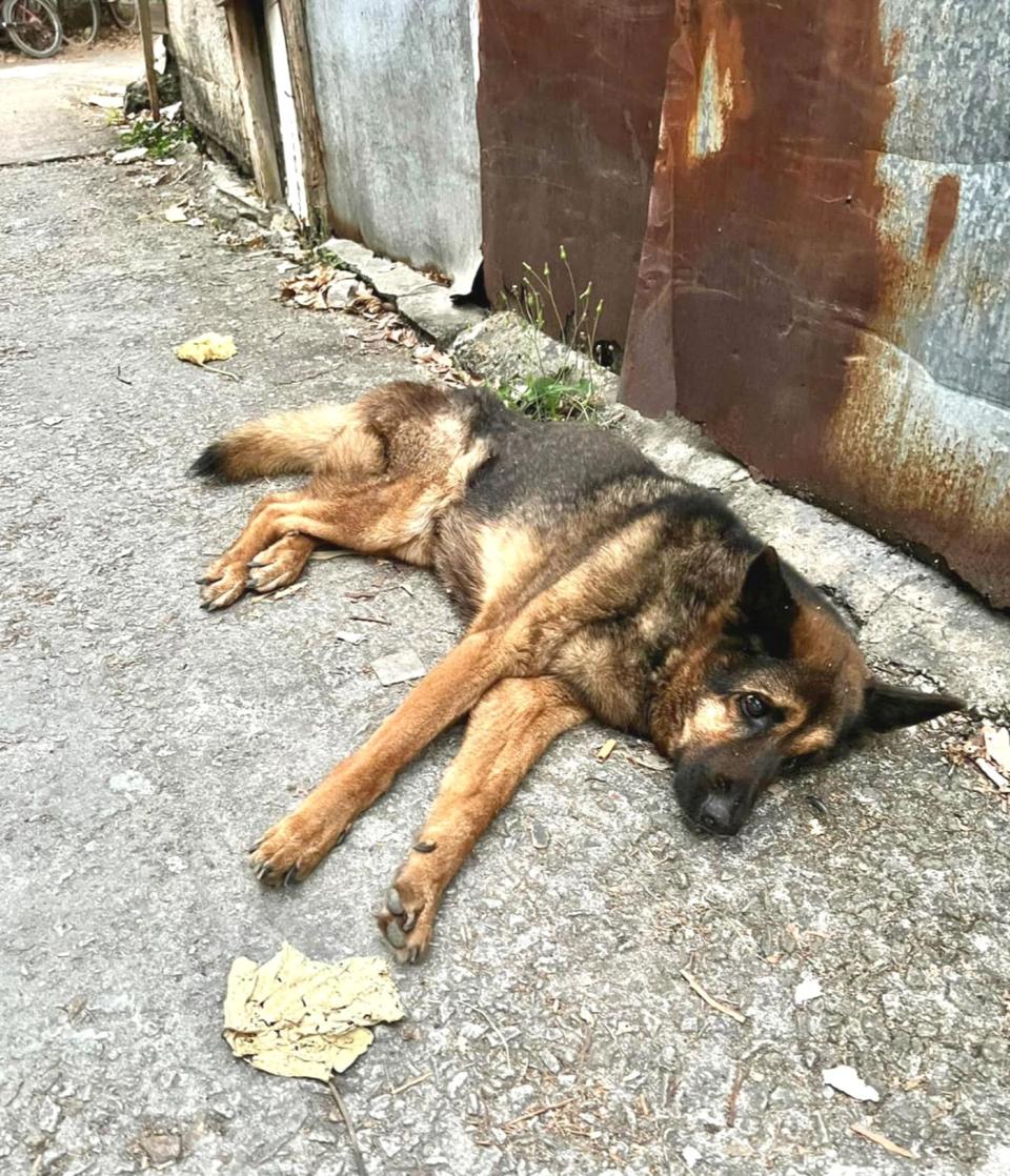 忠心的狗狗被遺棄，多年留在原地等待主人回家，但最近她身體急劇轉差。