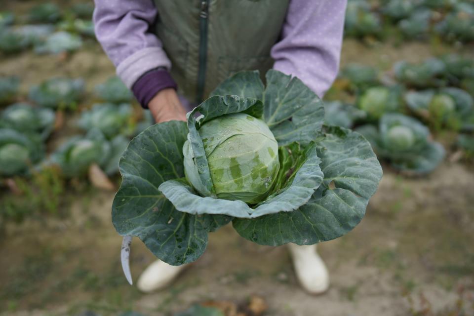 農夫卿姐預留「漁農美食嘉年華」銷售的本地椰菜。