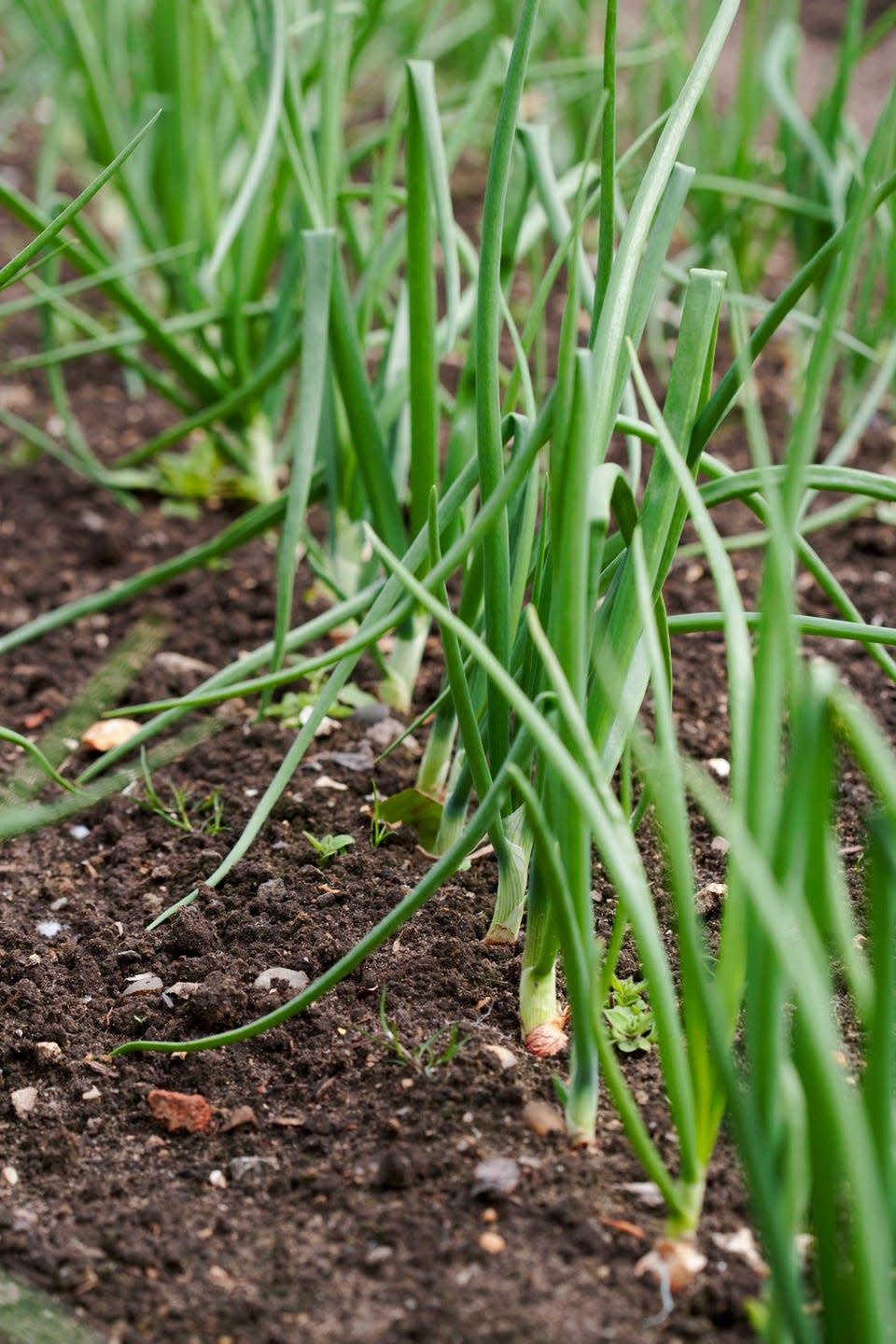 plants that repel bugs garlic