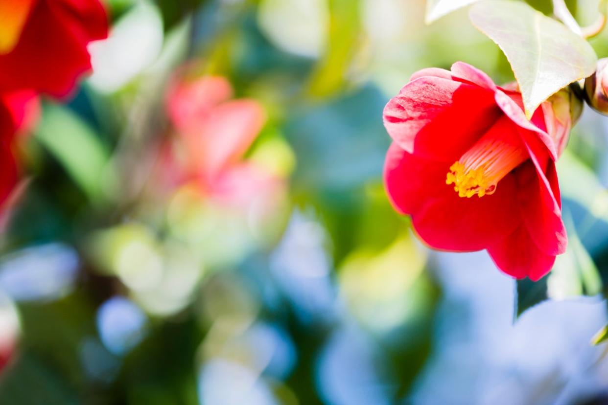 Close up of red flower on tree.