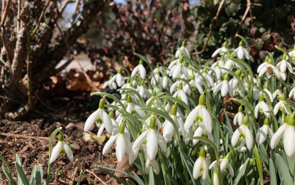 Snowdrops get a head start on spring at Armstrong-Kelley Park in Osterville.