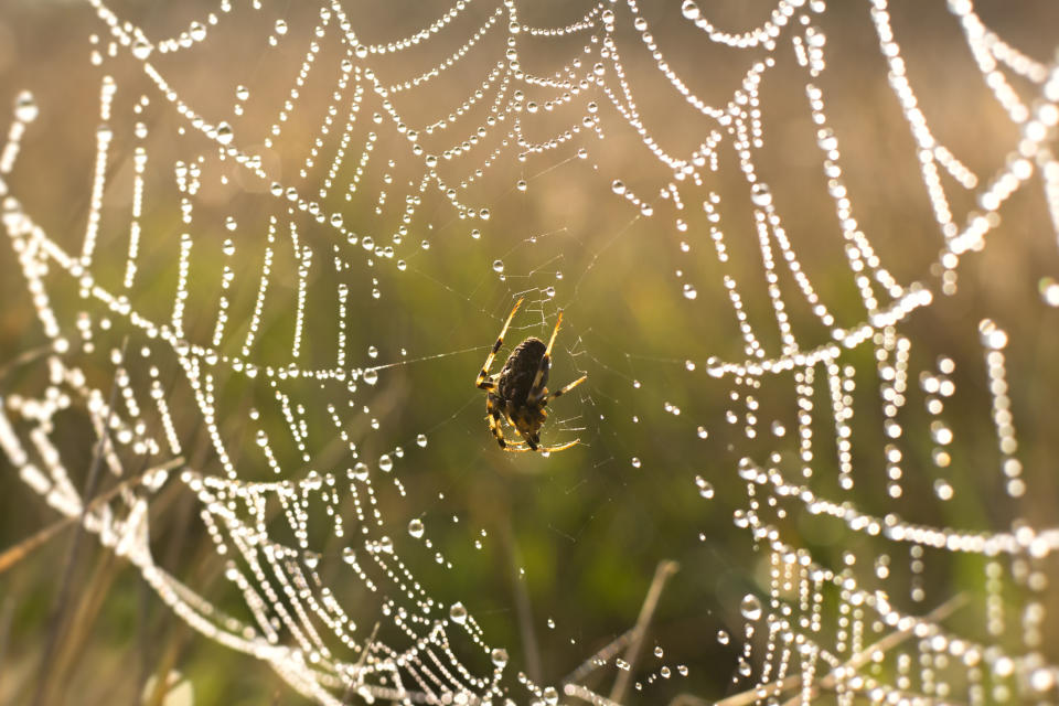 spider dropping from web in rain