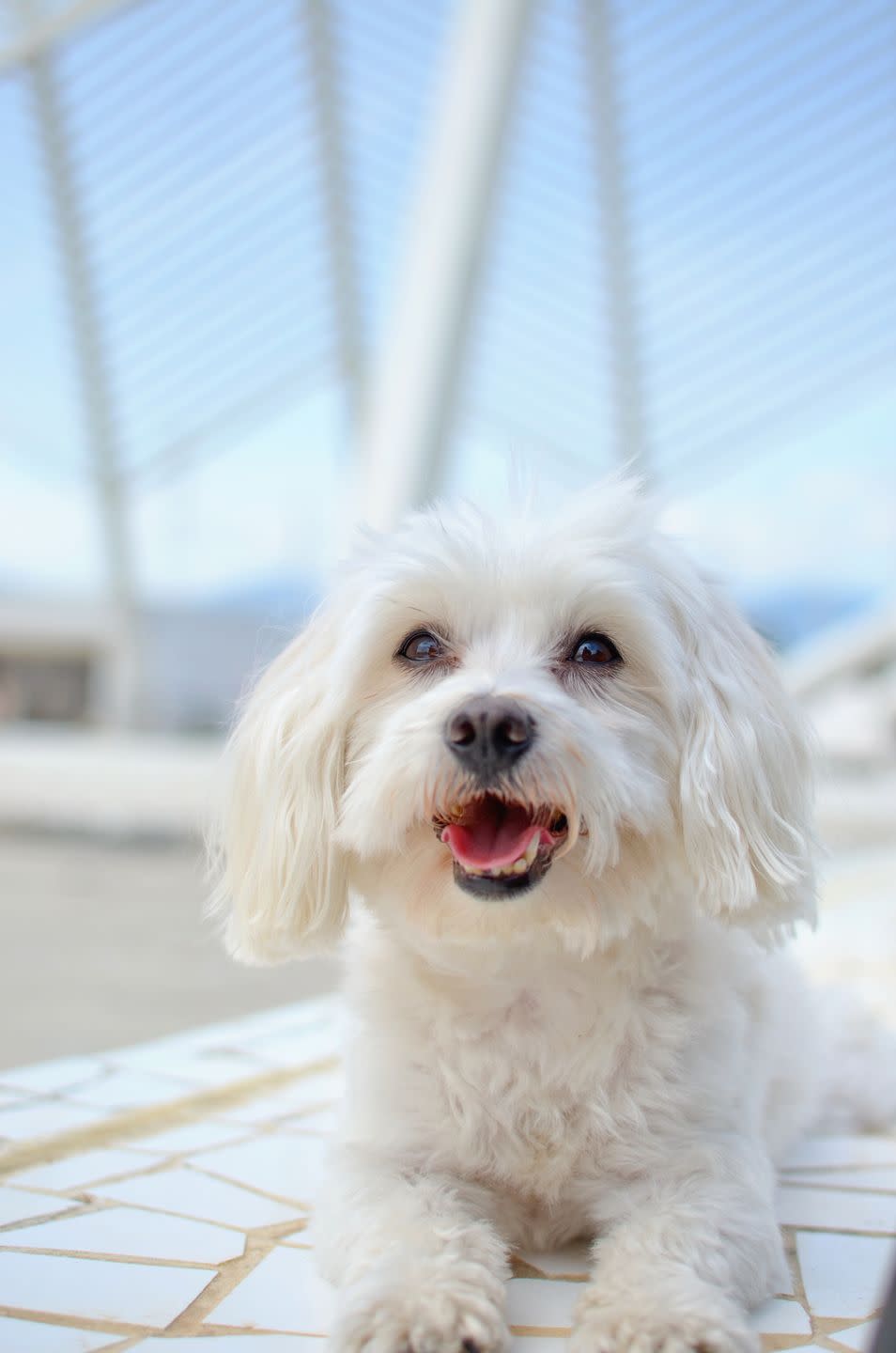 Maltese