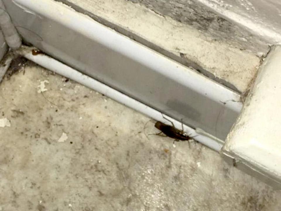 <p>A cockroach pictured in one of the hotel rooms used by asylum-seeking women</p> (Supplied)