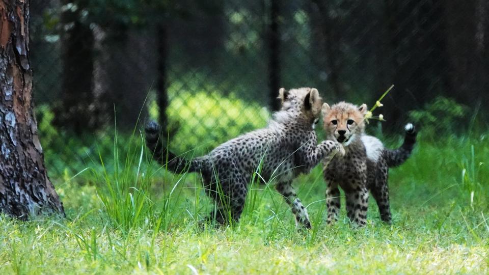 Cheetah siblings Azula and Zuko are thriving after their April 5 birth at White Oak Conservation..