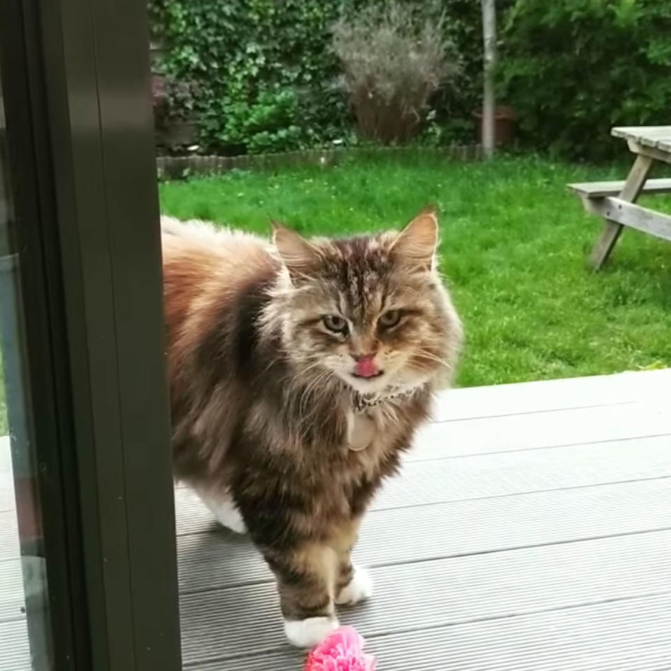 She now gets treats for dropping the flowers off. Photo: YouTube