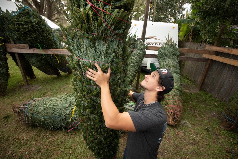 Merrick Teagan, lot manager at the Booger Mountain Christmas Tree lot on Pipkin Road, stands up some of the few pre-order trees left at their location In Lakeland, FL on Monday Nov. 28, 2022. The lot opened its stand at 9 a.m. Friday and were sold out by 1p.m. Ernst Peters/The Ledger