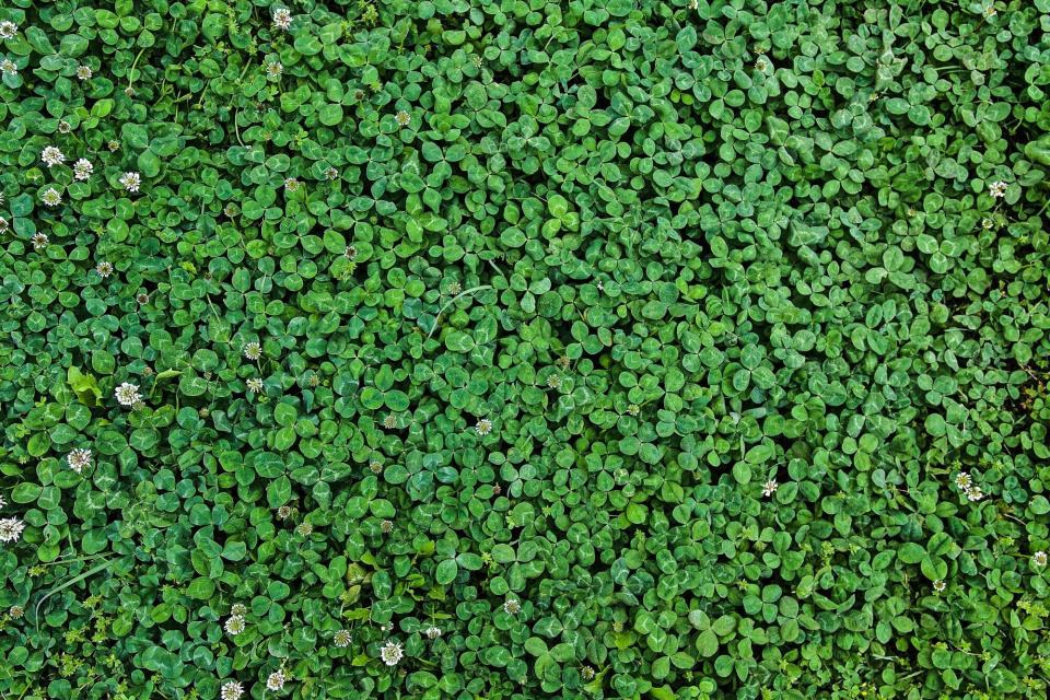 Spring brings the blossom of thousands of clovers.