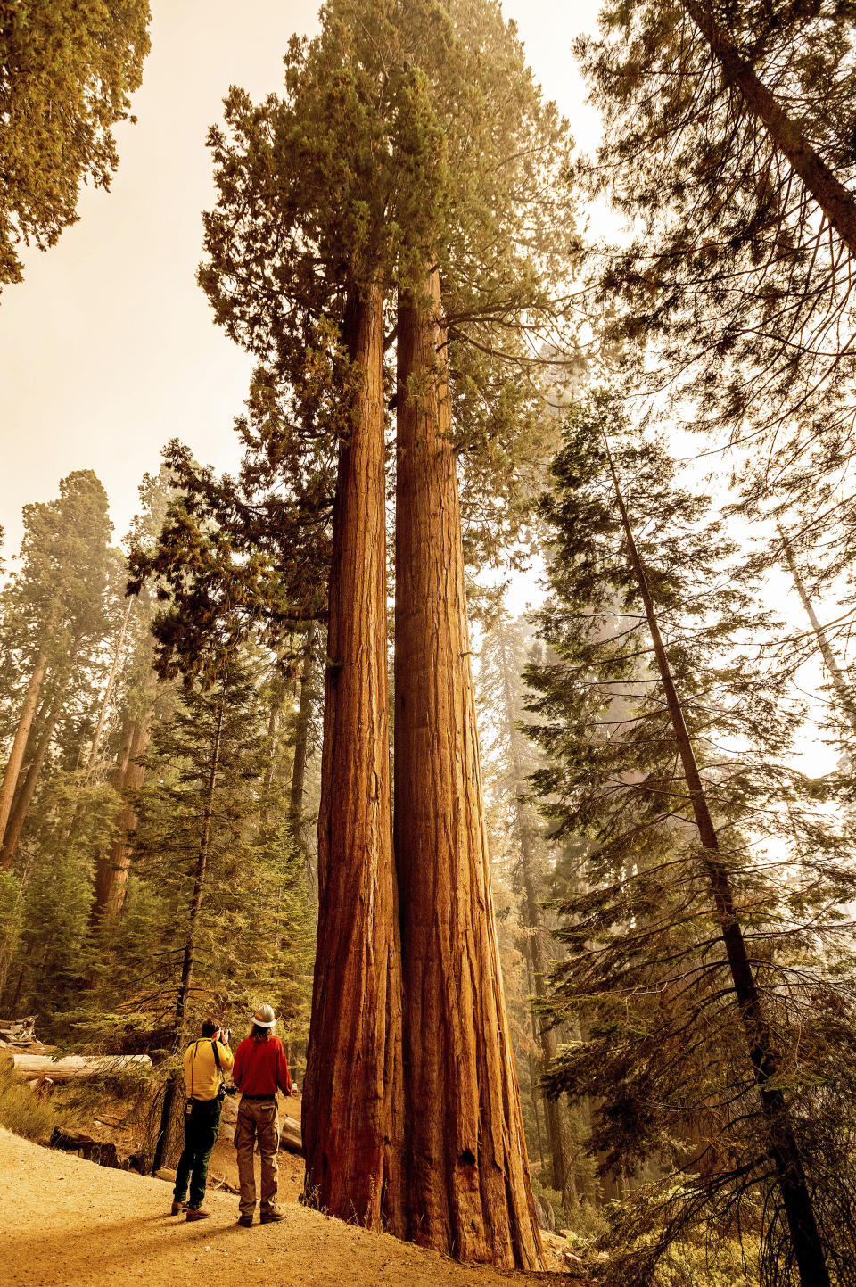 Members of the media look at sequoia trees in Lost Grove as the KNP Complex Fire burns about 15 miles away on Friday, Sept. 17, 2021, in Sequoia National Park, Calif. (AP Photo/Noah Berger)