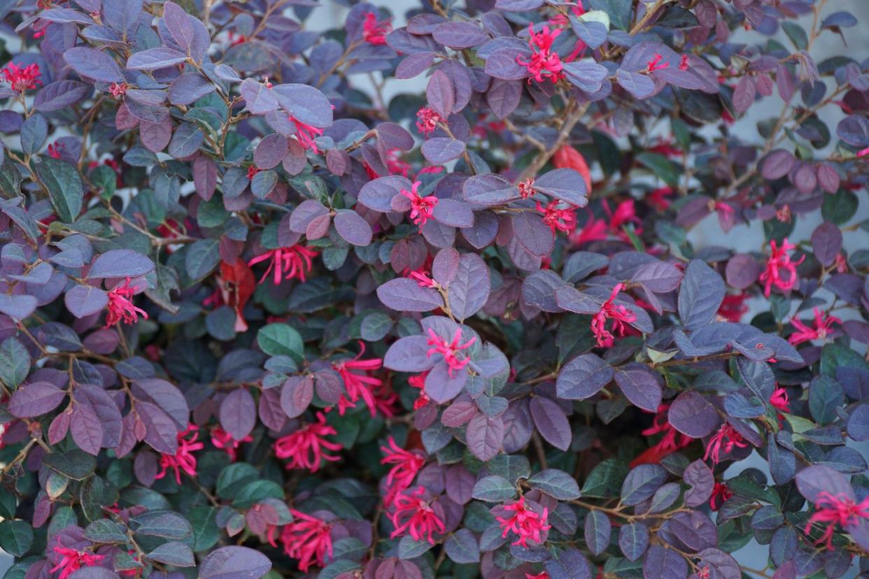 fast growing shrubs lorapetalum