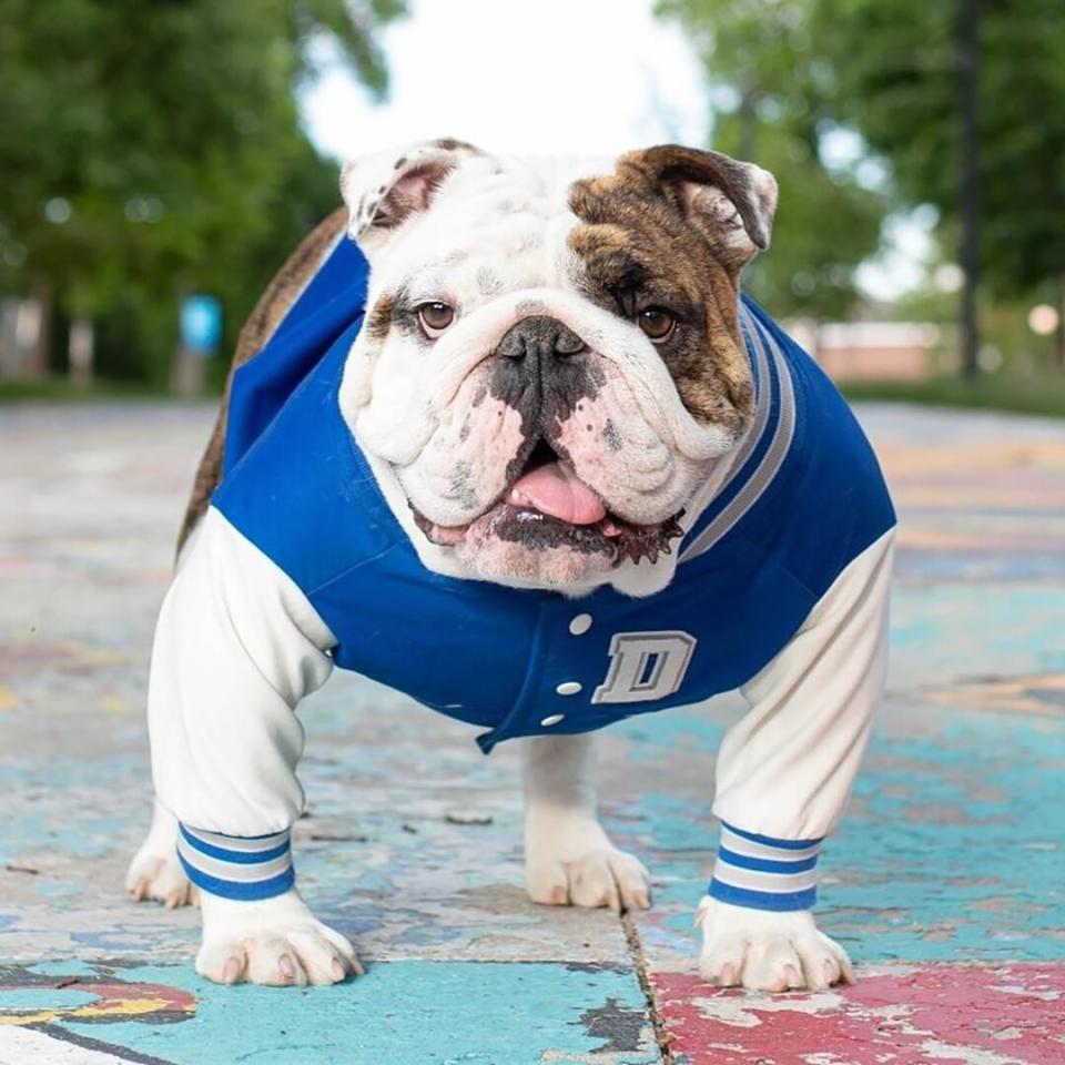 Griff II Drake University Therapy Dog &amp; Live Mascot