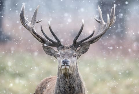 A stag at Richmond Park, Surrey - Credit: Ben Cawthra/LNP/London News Pictures