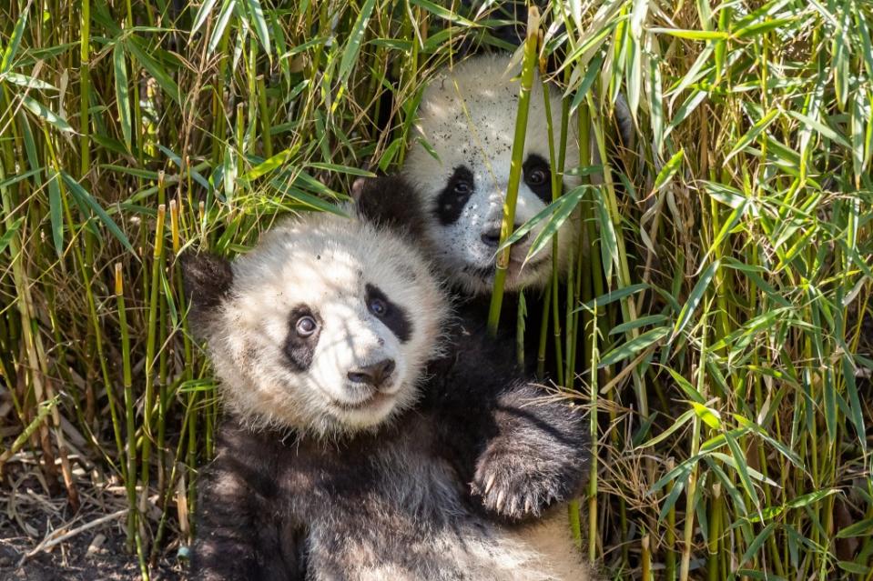 Bekamen nichts ab von der Geburtstagstorte für ihre Mutter: die Panda-Jungtiere Pit und Paule im Berliner Zoo.<span class="copyright">Zoo Berlin</span>