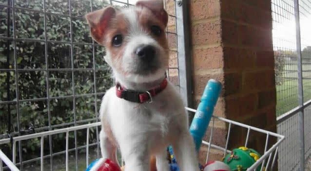 Olly has gone from unwanted puppy to global star. Photo: Supplied