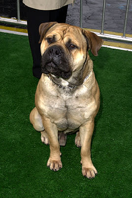 Bob the Dog at the Mann Chinese Theater premiere of Warner Brothers' See Spot Run