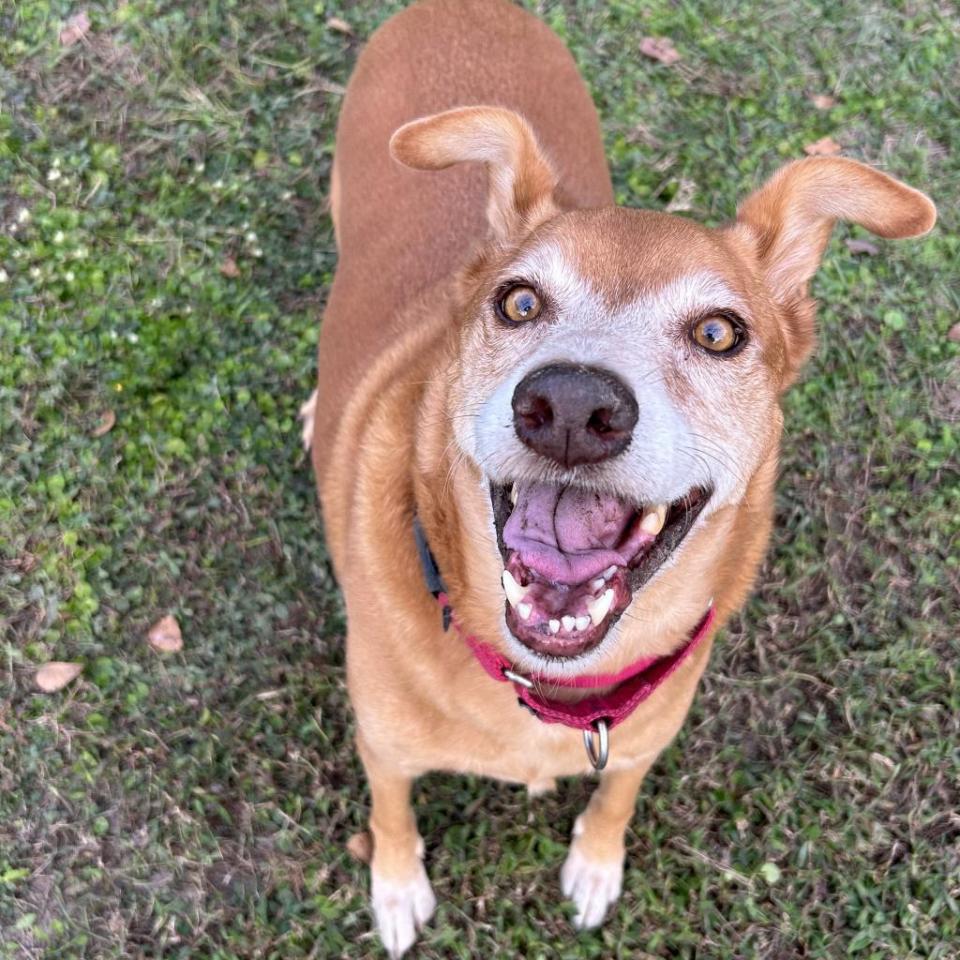 Bella Mae, a 58-pound, 8-year-old mixed breed, is a cuddler, intelligent, playful and affectionate. She loves to sleep in her crate at night. She also loves her belly rubs and enjoys chilling at home.