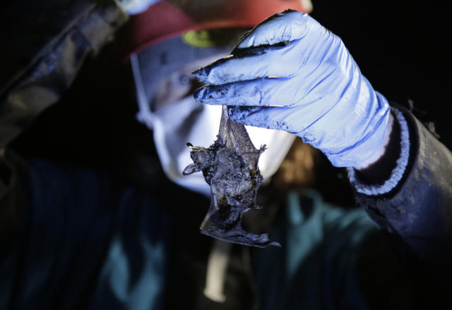 Alyssa Bennett, small mammals biologist for the Vermont Department of Fish and Wildlife, holds a dead bat in a cave in Dorset, Vt., on May 2, 2023. Scientists studying bat species hit hard by the fungus that causes white nose syndrome, which has killed millions of bats across North America, say there is a glimmer of good news for the disease. Experts say more bats that hibernate at a cave in Vermont, the largest bat cave in New England, are tolerating the disease and passing protective traits on to their young. (AP Photo/Hasan Jamali)