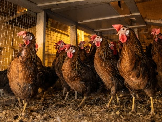 Livestock like poultry, pictured here, are also suffering from the excessive temperatures in B.C.  (John Ulan/University of Alberta - image credit)