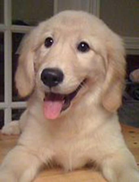 Golden Retriever