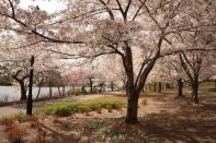 <p><em>April 6 to 14th</em></p><p>Newark's 360-acre Branch Book Park is home to over 4,000 cherry trees. Every spring, the park hosts the <a href="https://www.essexcountyparks.org/parks/branch-brook-park/calendar/2019-essex-county-cherry-blossom-festival" rel="nofollow noopener" target="_blank" data-ylk="slk:Essex County Cherry Blossom Festival;elm:context_link;itc:0;sec:content-canvas" class="link ">Essex County Cherry Blossom Festival</a>, complete with a bike challenge, family-friendly foot races, and Bloomfest, a <a href="https://www.womansday.com/contenttype/recipes/" rel="nofollow noopener" target="_blank" data-ylk="slk:day of food;elm:context_link;itc:0;sec:content-canvas" class="link ">day of food</a>, music, and Japanese cultural demonstrations. </p>