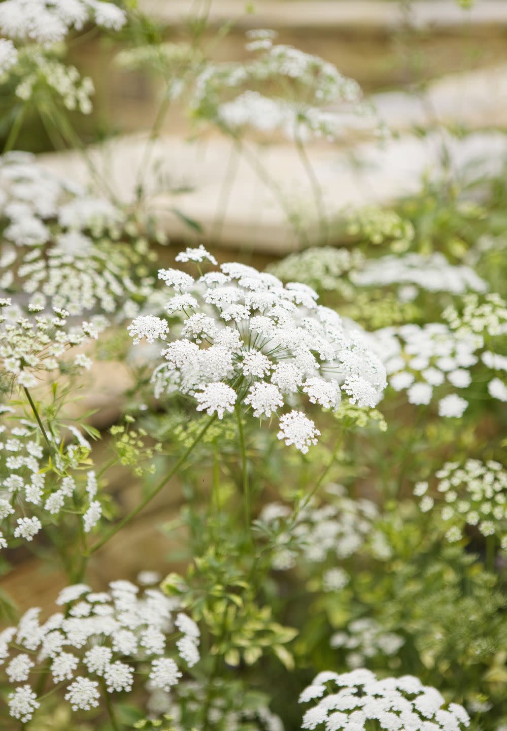 cottage flowers like ammi