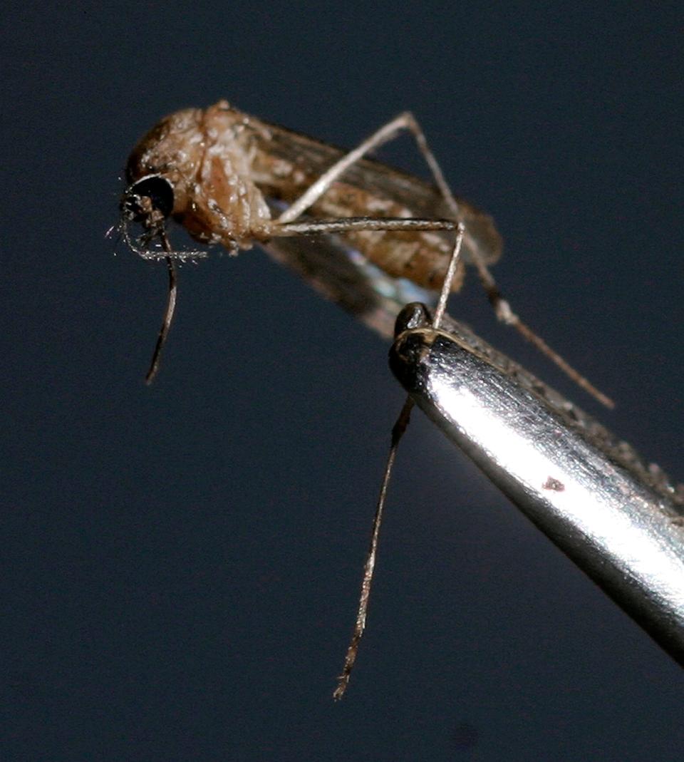 A Culex tarsalis female mosquito that was caught in a trap is held by tweezers will be tested for the presence of the West Nile virus at the Arizona Department of Health Services labratory  in Phoenix, Arizona.