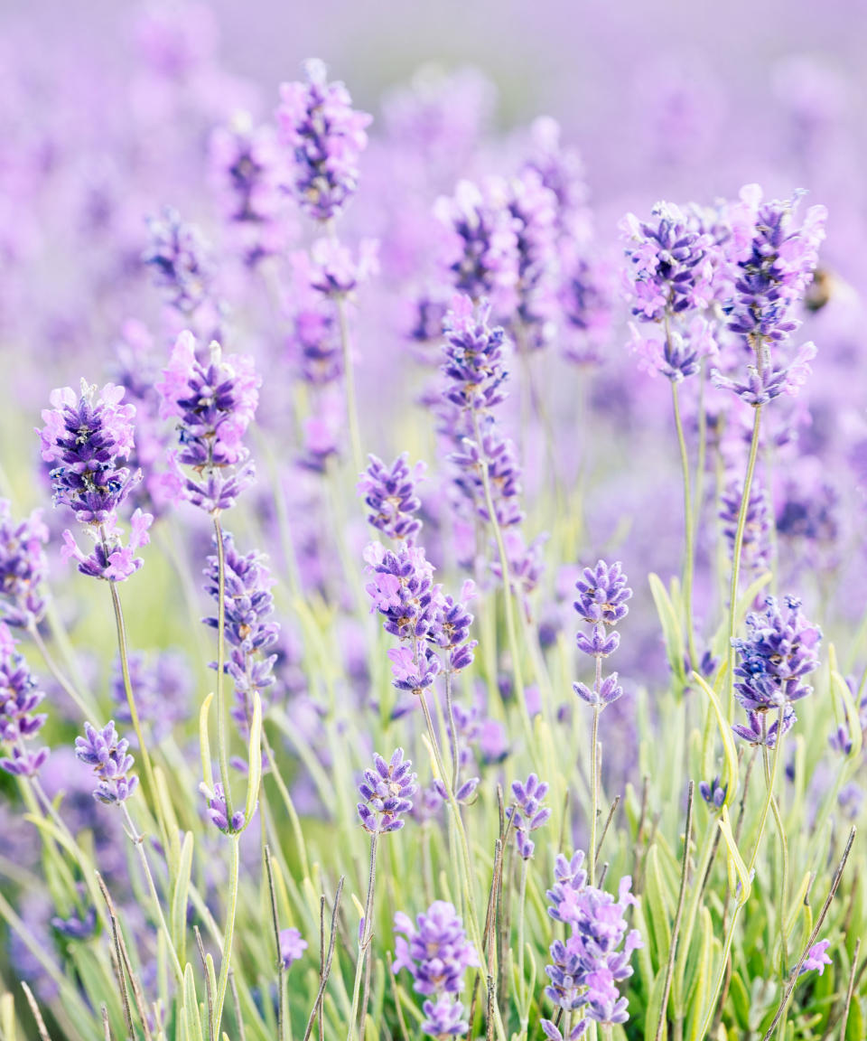 10. Lavender