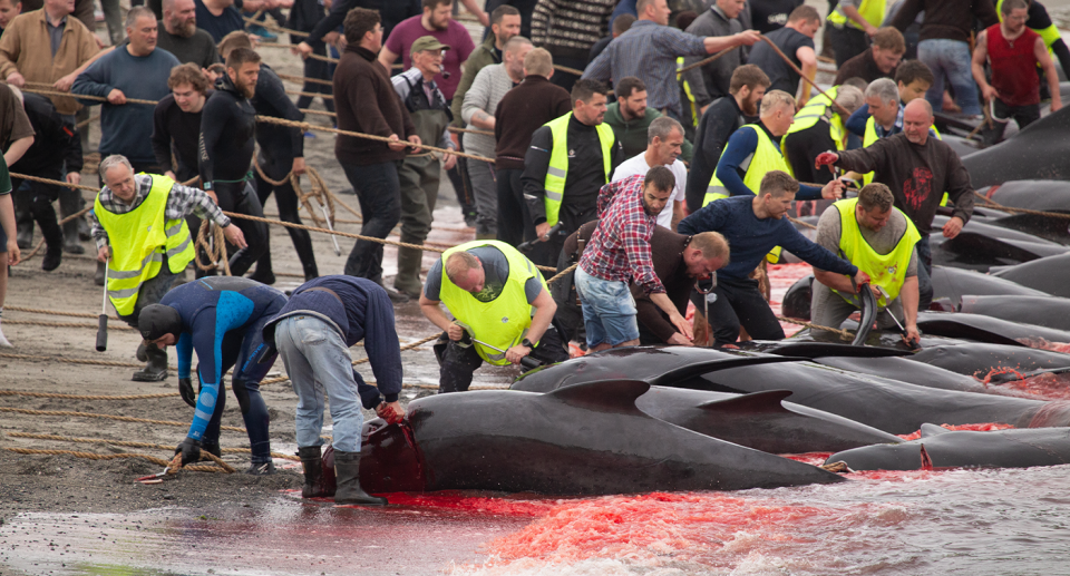 A large group of men slaughters dolphins close to shore.