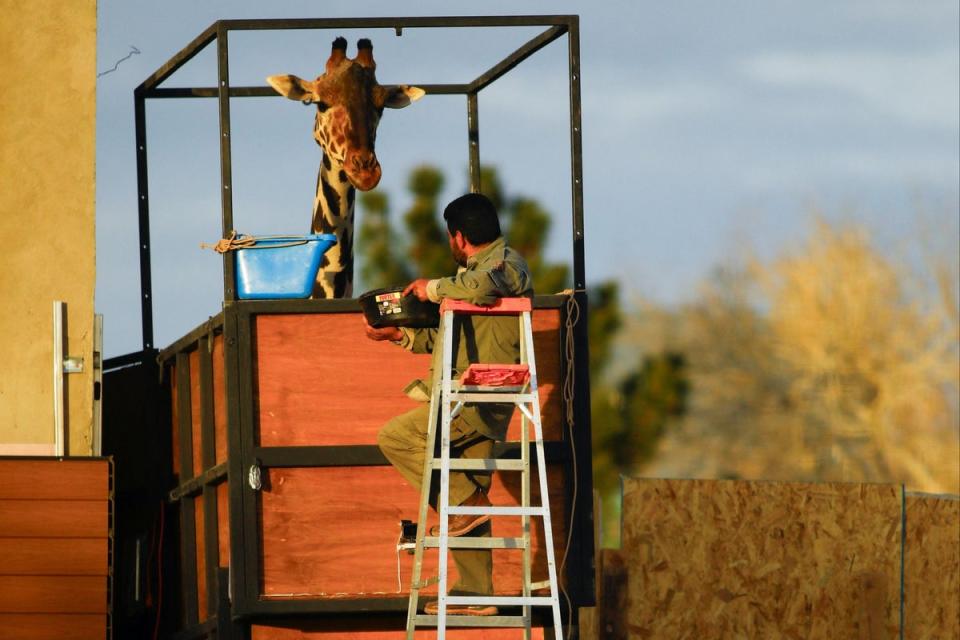 Benito the giraffe in his moving container (REUTERS)