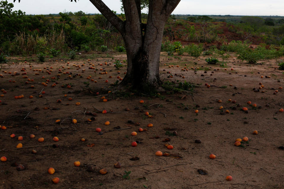 Mangoes on the ground on the outskirts of El Tigre, Venezuela, on June 2. (Photo: Ivan Alvarado/Reuters)