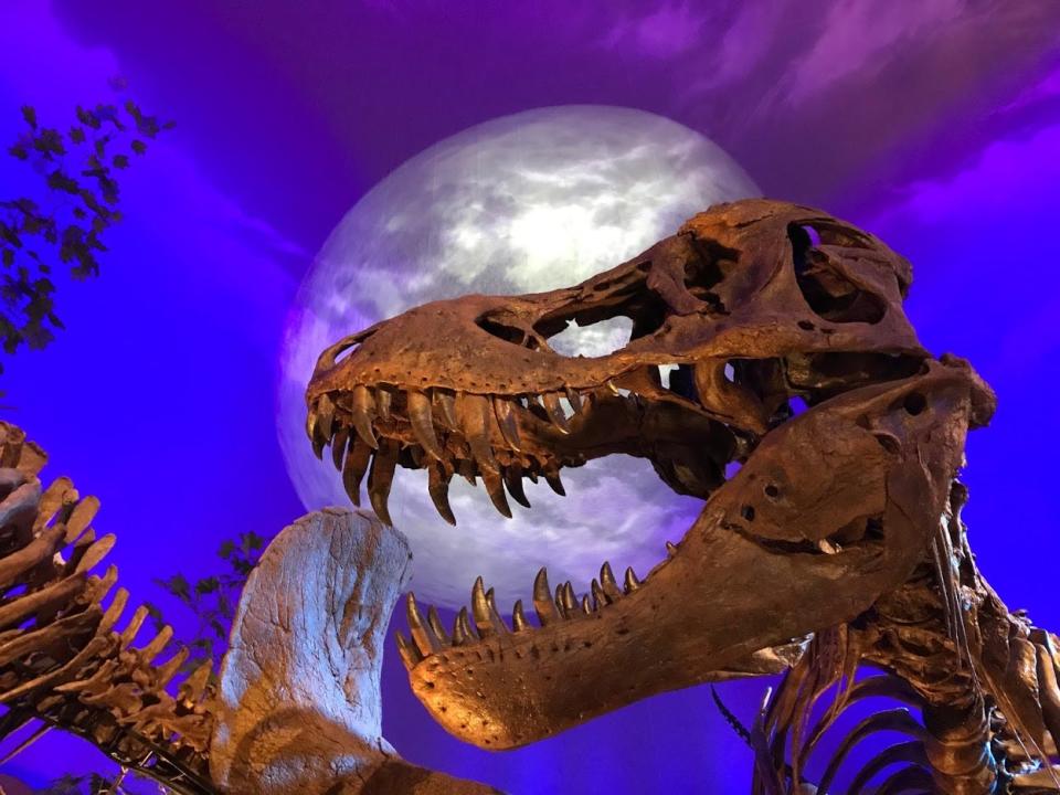 A dinosaur skull is seen inside The Children's Museum of Indianapolis' Dinosphere. The Dinosphere will soon expand as the museum leads a major excavation of fossils from the Jurassic Period in Wyoming.