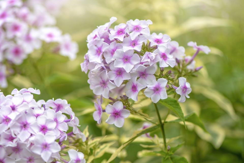 close up image of the beautiful variegated garden phlox phlox paniculata 'nora leigh' pink and white flowers