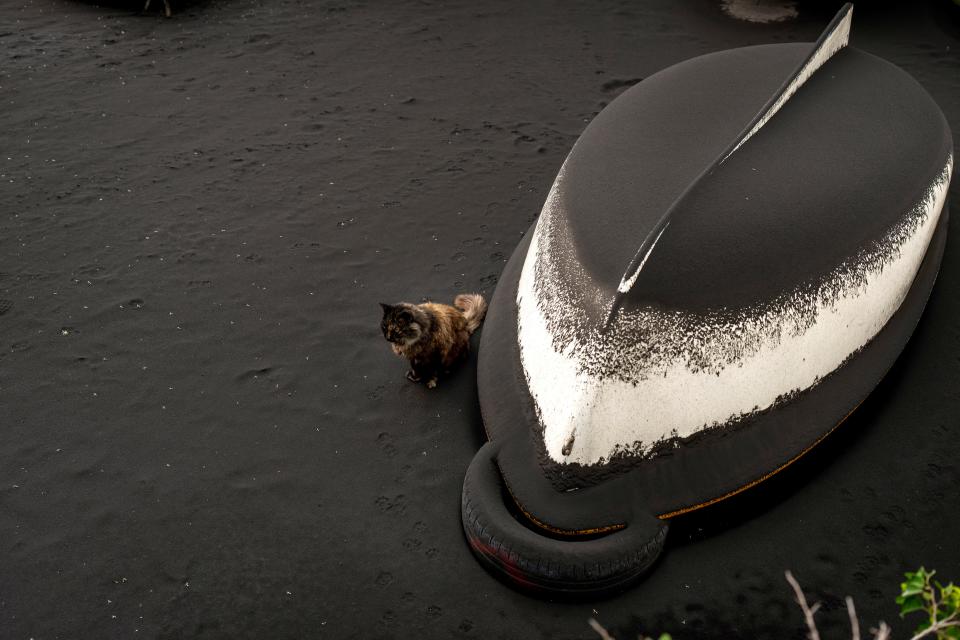 A cat sits next to an overturned boat covered in ash