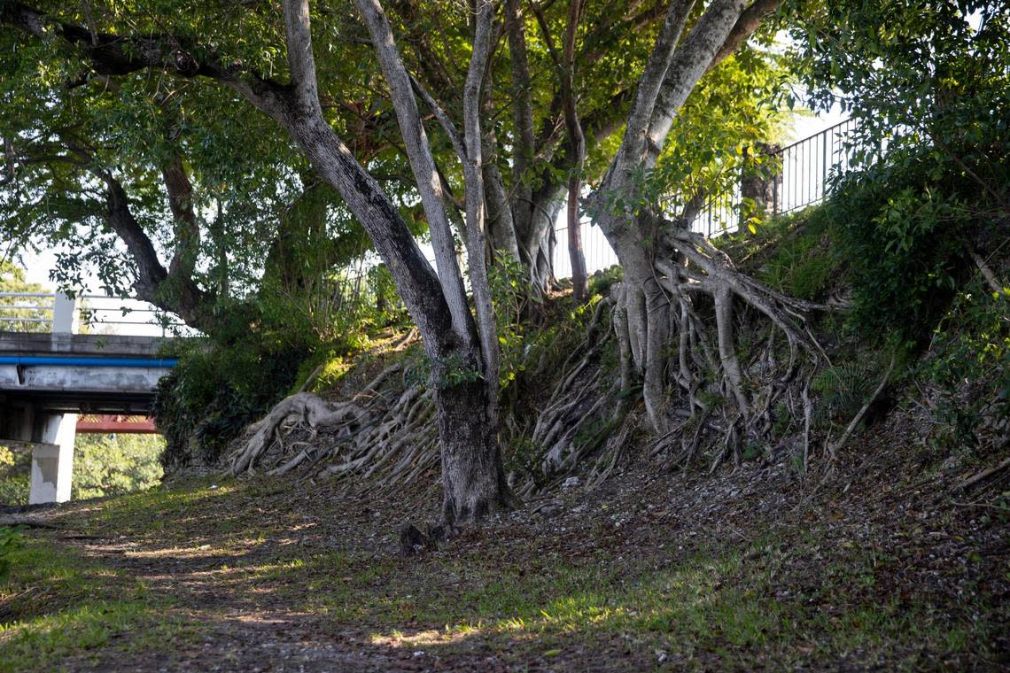 Tree roots grip an exposed limestone rock face at Cocoplum Circle, one of the highest points in Miami-Dade County. Spotting exposed limestone is a reliable clue that you’re standing on high ground.
