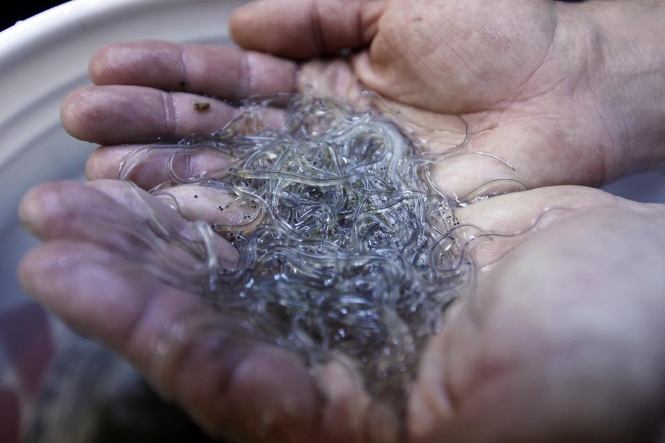 In this photo made Thursday, March 23, 2012, a handful of elvers are displayed by a buyer in Portland, Maine, The baby eels are shipped to Asia where they will grow to adults. Adult eels are sold for food in Asia. (AP Photo/Robert F. Bukaty)