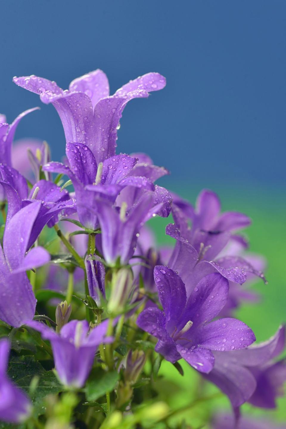 Dalmatian Bellflowers