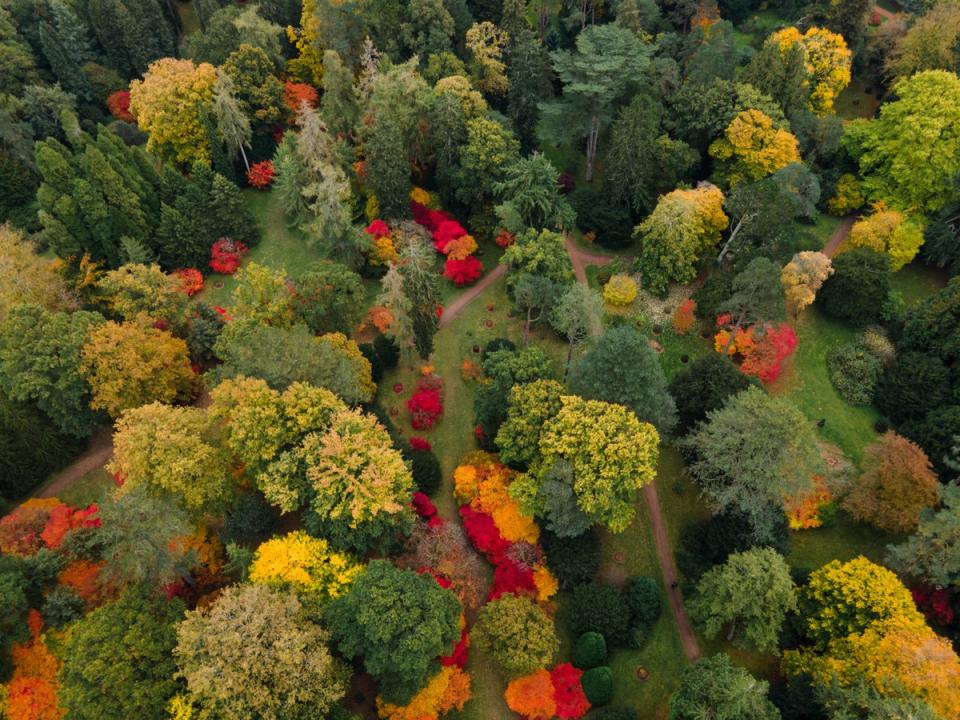 Westonbirt, the National Arboretum, has 2,500 different species of tree (Getty Images/iStockphoto)