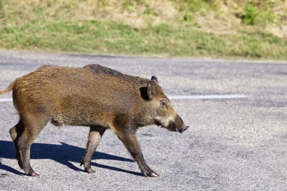 man killed after crashing into wild boar in Wiltshire