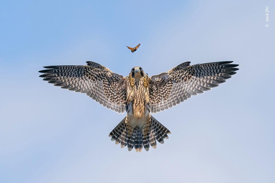 年度野生動物攝影師獎「行為：鳥類」獎項首獎。 © Jack Zhi／Wildlife Photographer of the Year