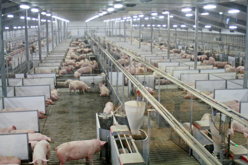 In this March 3, 2014 photo sows at Fair Oaks Farms in Fair Oaks, Ind., are kept in large group pens with computer-controlled feeding systems. Animal rights activists have been pushing hog farmers to move pregnant pigs into group pens from individual gestation stalls often too narrow for the animals to turn around. (AP Photo/M.L.Johnson)