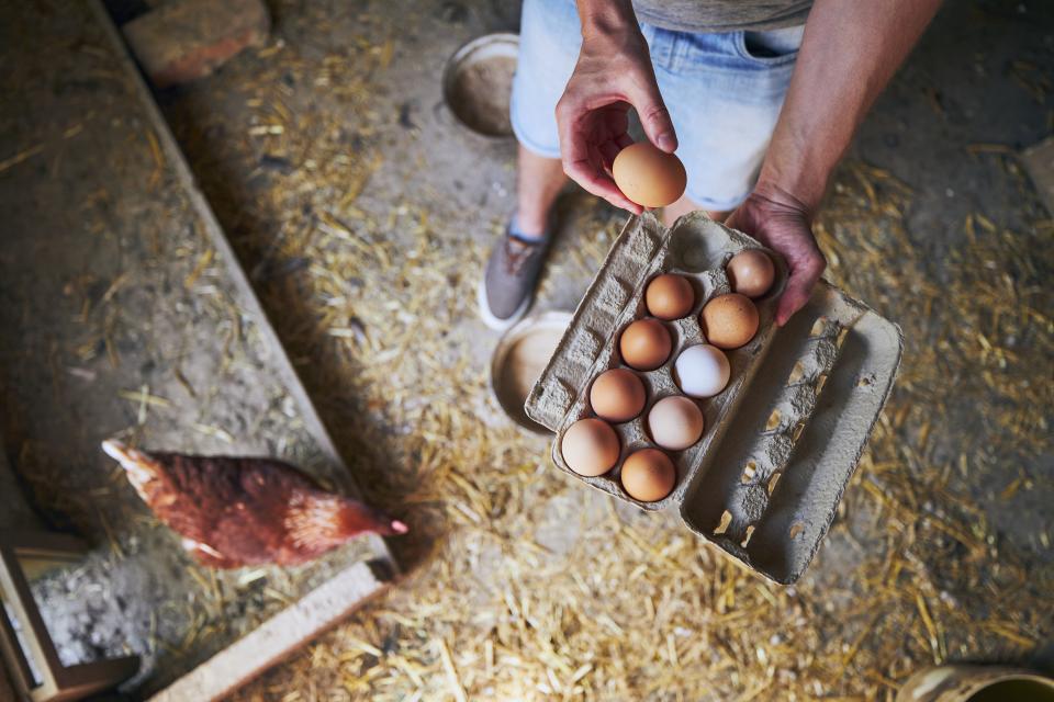 Braune Eier und weiße Eier - welche sind denn nun gesünder? (Symbolbild: Getty Images)