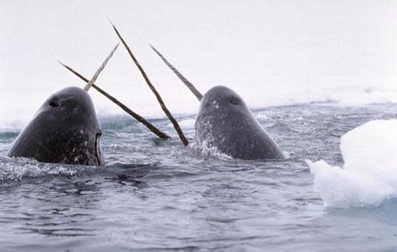 Watery unicorns? Narwhals brandish their iconic tusks amid icy seas.