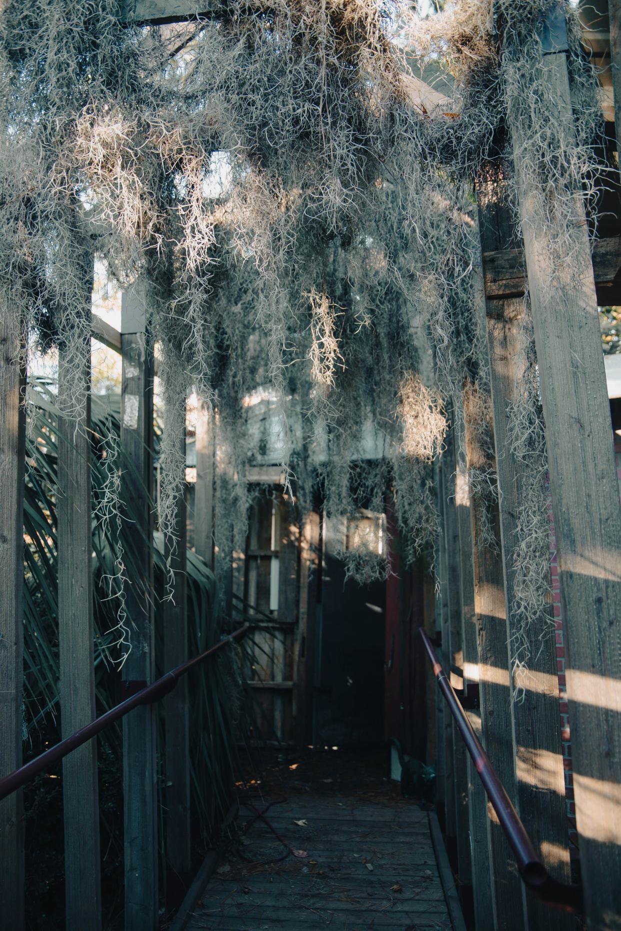 A hallway covered in Spanish moss inside a haunted house located on E. 49th Street in Savannah.