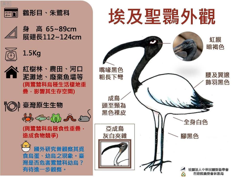 外來種鳥類「埃及聖䴉」的外觀，在台灣沒有天敵。（林務局提供）