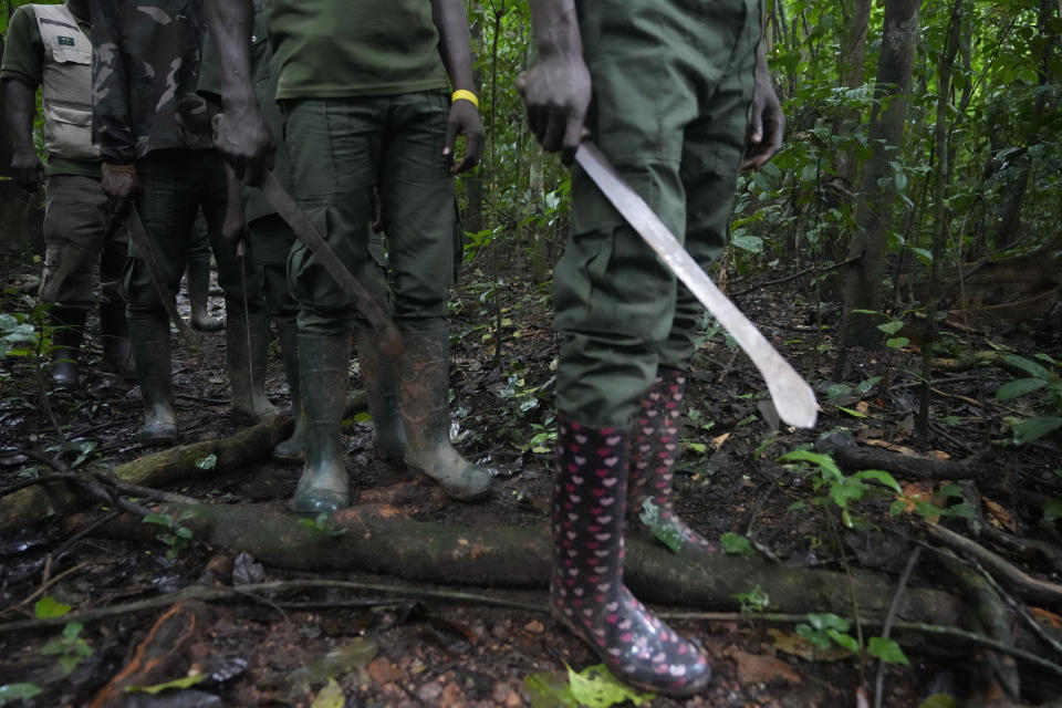 Forest rangers line up as they look for poachers inside the Omo Forest Reserve in Nigeria on Wednesday, Aug. 2, 2023. Omo Forest Reserve, a tropical rainforest, faces threats from excessive logging, uncontrolled farming, and poaching. (AP Photo/Sunday Alamba)