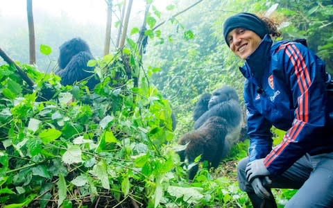 David Luiz visits mountain gorillas in Rwanda - Credit: igihepicturs