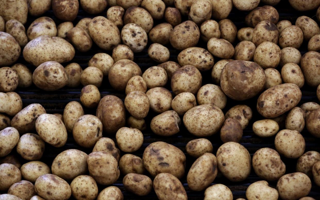 Could a 'super' potato, fortified with iron and zinc, tackle malnutrition? - Bloomberg