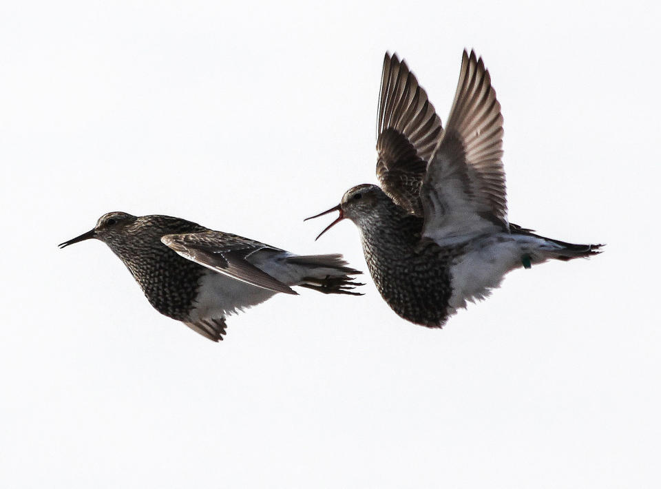 In this image provided by Katharina Kapetanopoulos via the Max Planck Institute for Ornithology, two male pectoral sandpipers in a competitive, territorial display flight in Barrow, Alaska, in June 2012. (Katharina Kapetanopoulos/Max Planck Institute for Ornithology via AP)