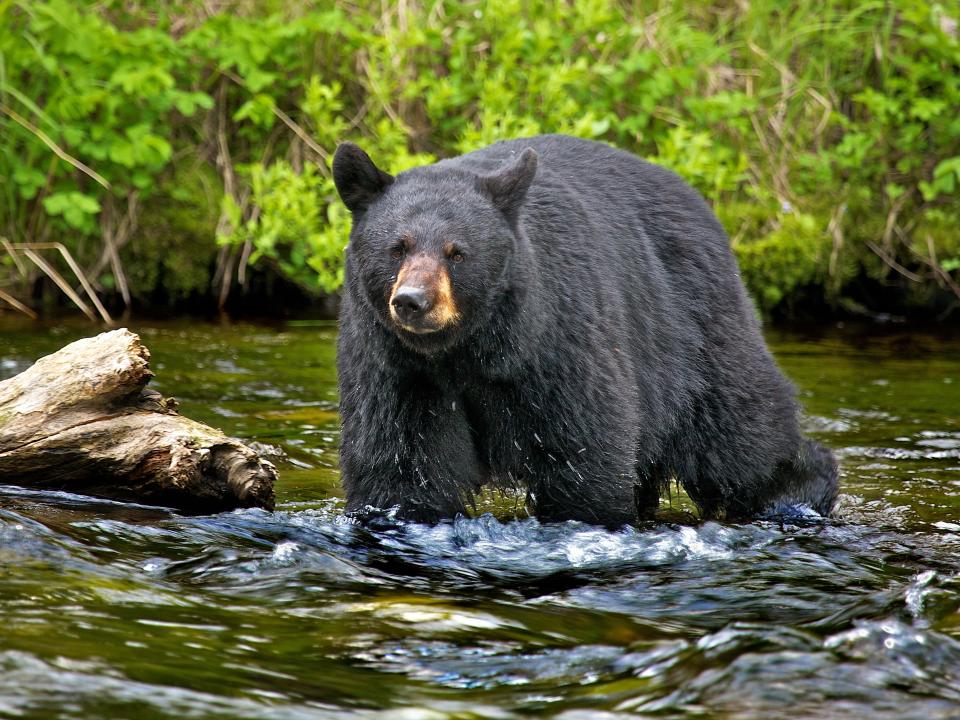 An American black bear in Kenia, Alaska.